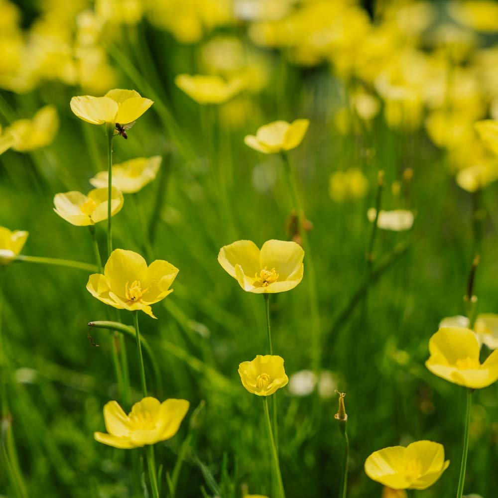 Vallmofrön 'Foothill' - 100 Ekologiska Frö