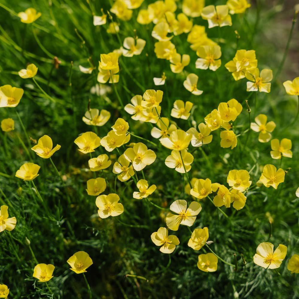 Vallmofrön 'Foothill' - 100 Ekologiska Frö