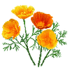 Blomfröer