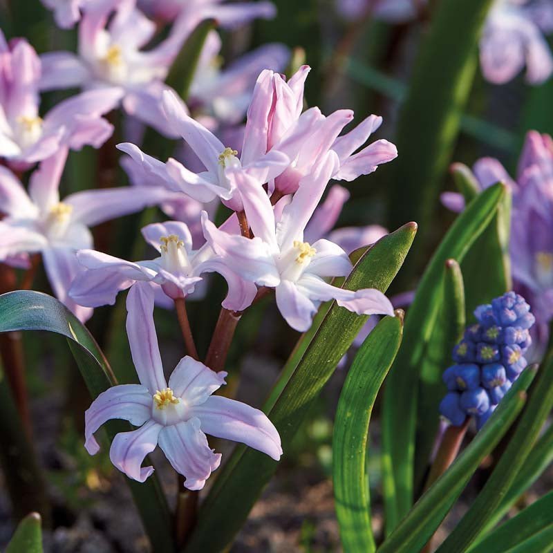 Vårstjärna 'Pink Giant'