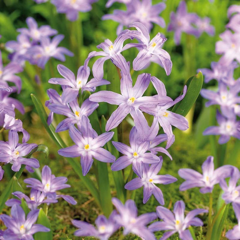 Vårstjärna 'Violet Beauty'