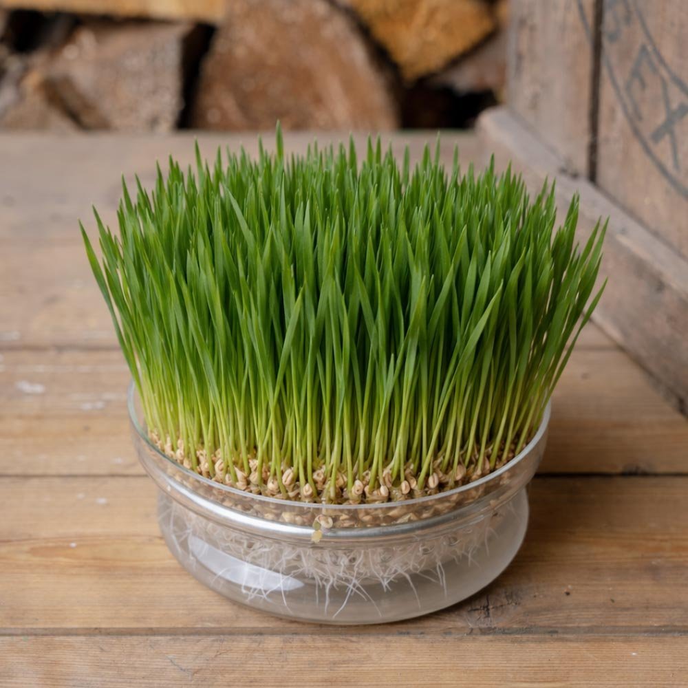 Vetegräs mikrogrönt frö - 400 Ekologiska frön