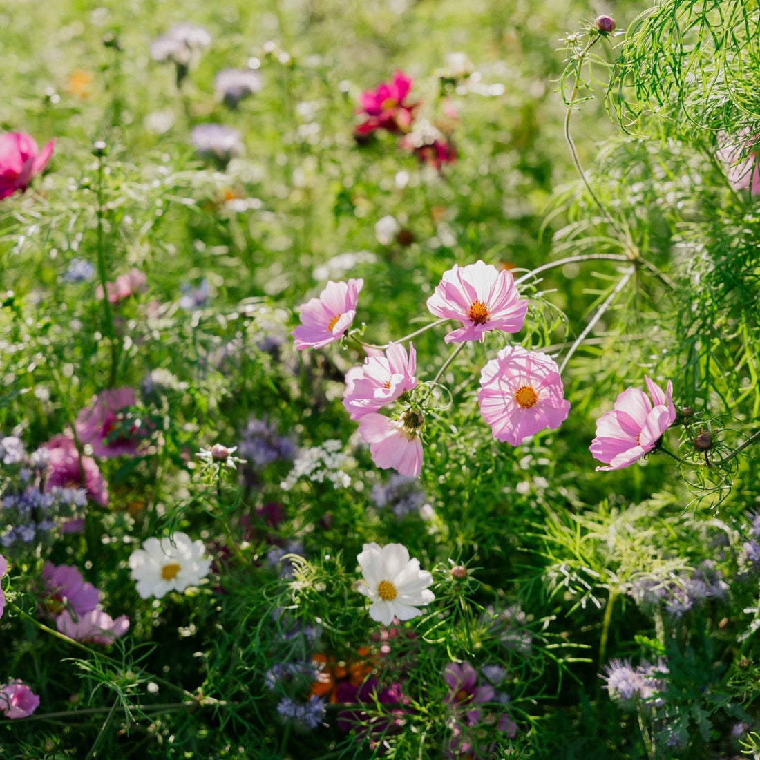 Vilde blomster frø 'Elegance' - 400 Økologiske Frø