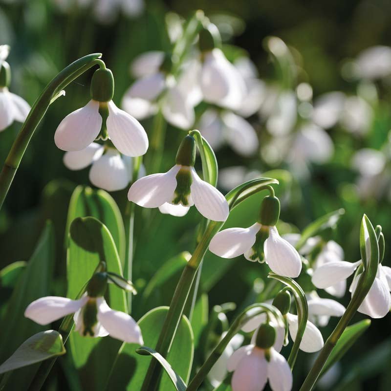 Vintergæk 'Beluga'