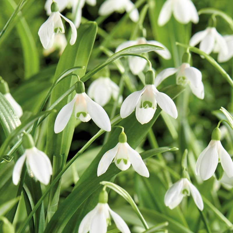 Vintergæk 'Woronowii'