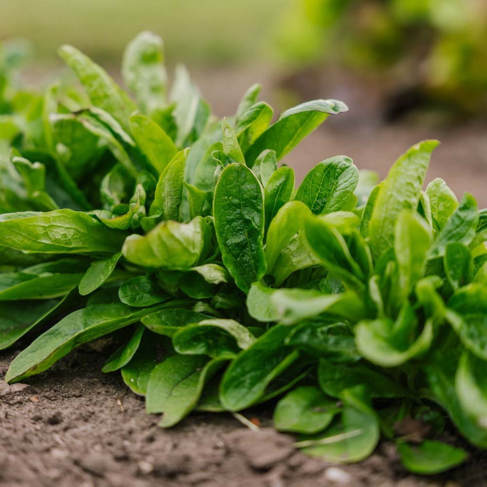 Vintersallatsfrö 'Vit' - 200 Ekologiska Frön