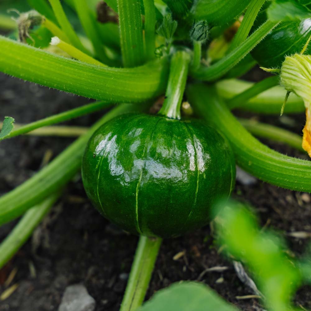 Vintersquash frö 'Zappalito' - 4 Ekologiska Frön