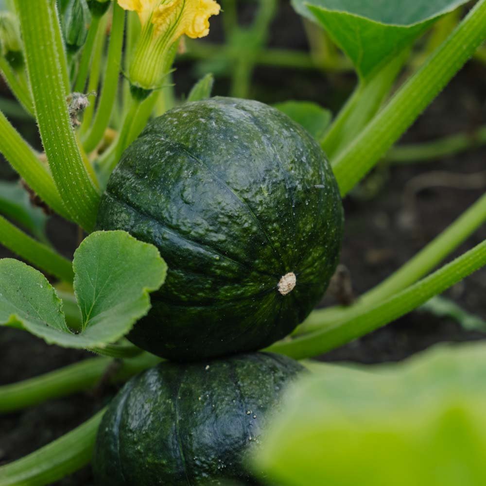 Vintersquash frö 'Zappalito' - 4 Ekologiska Frön