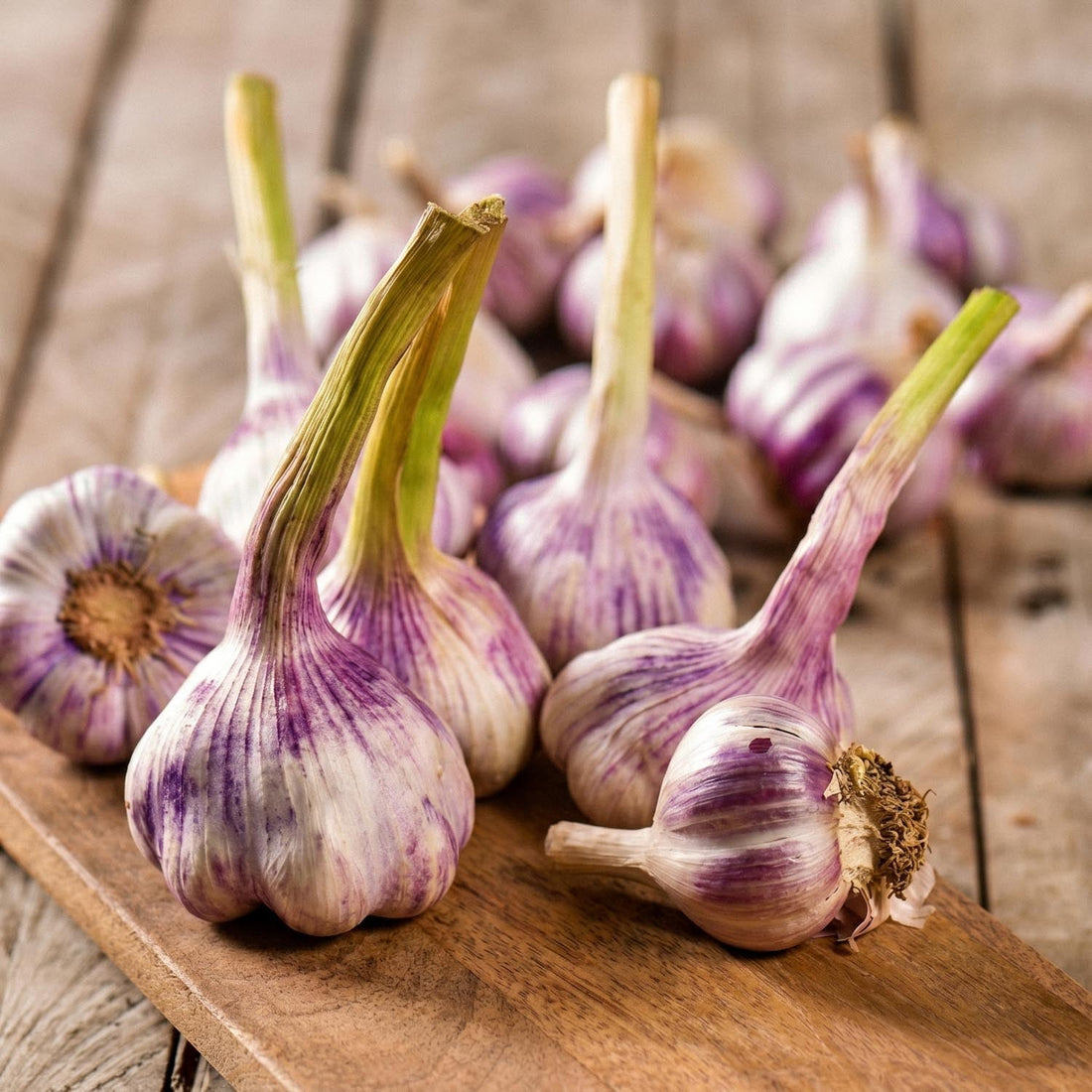 Vitlök, Allium 'Germidour'