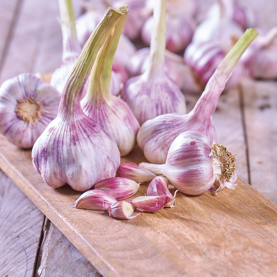 Vitlök, Allium 'Germidour'