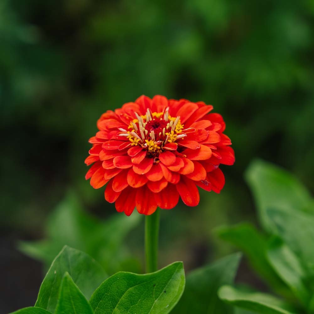 Zinnia frö 'Carroussel' - 50 Ekologiska Frö
