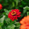 Zinnia frö 'Carroussel' - 50 Ekologiska Frö
