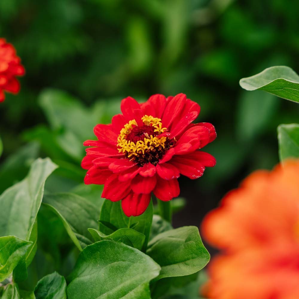 Zinnia frö 'Carroussel' - 50 Ekologiska Frö