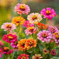 Zinnia frö 'Carroussel' - 50 Ekologiska Frö