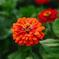 Zinnia frö 'Carroussel' - 50 Ekologiska Frö