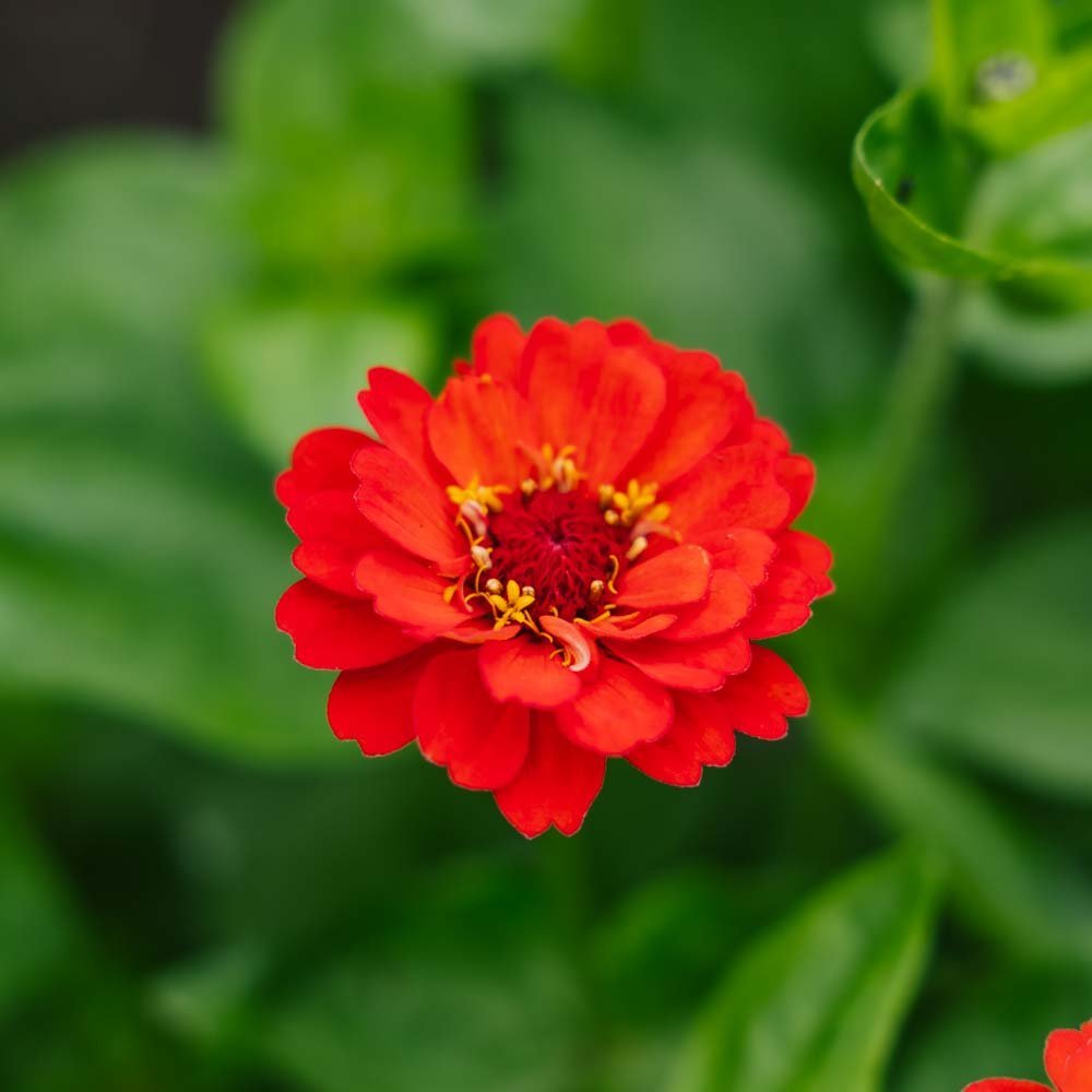 Zinnia frö 'Sommer in Orange' - 50 Ekologiska Frön