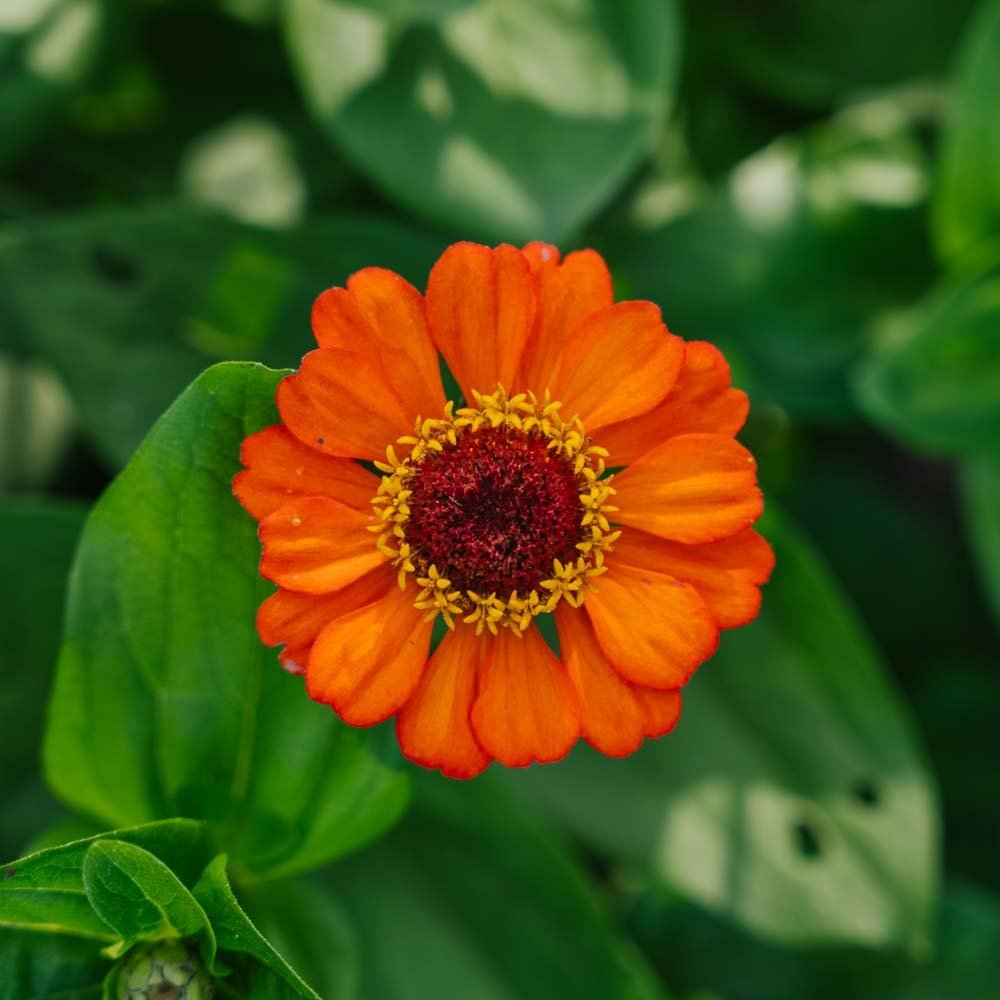 Zinnia frö 'Sommer in Orange' - 50 Ekologiska Frön
