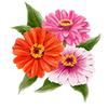 Blomfröer